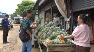 ເມືອງຫ້ວຍຊາຍ ສົ່ງເສີມປະຊາຊົນປູກໝາກນັດເປັນສິນຄ້າ